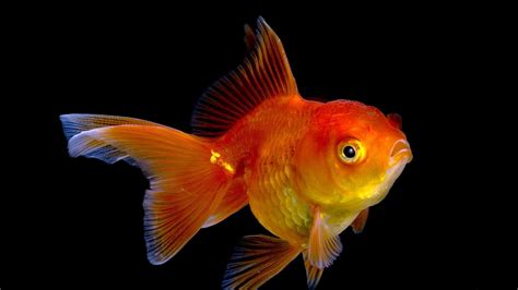 Goldfish betsul