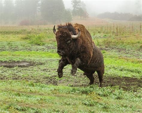 Raging Buffalo Parimatch