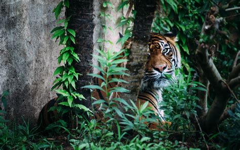Tiger Jungle betsul