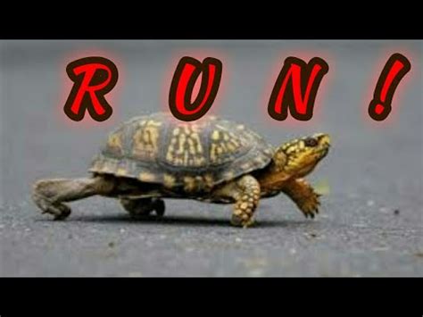 Turtle Run Bodog
